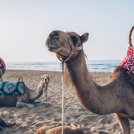 Hotel Iberostar Waves Saïdia Exterior foto Arabian camels on the beach in Agadir, Morocco