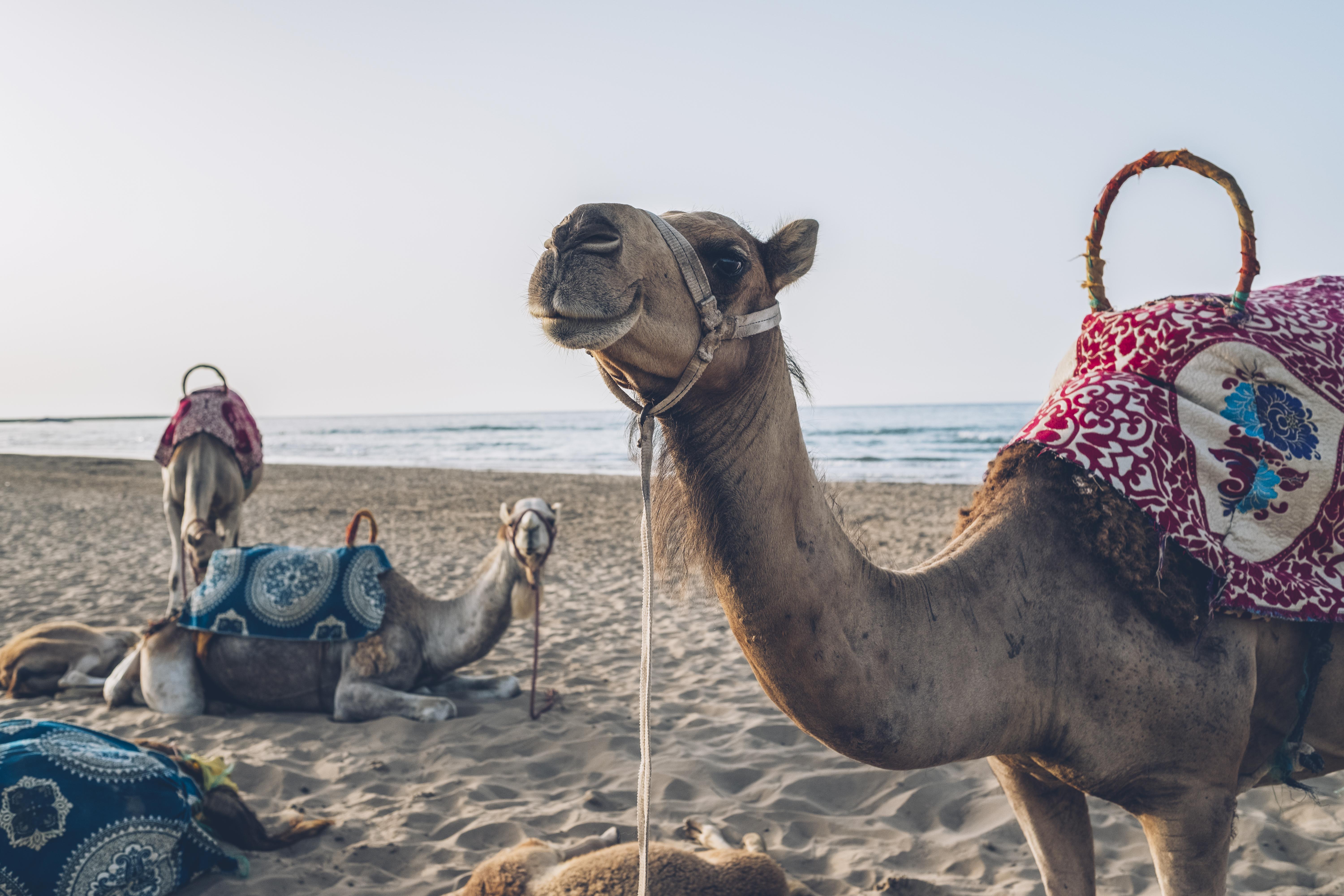Hotel Iberostar Waves Saïdia Exterior foto Arabian camels on the beach in Agadir, Morocco
